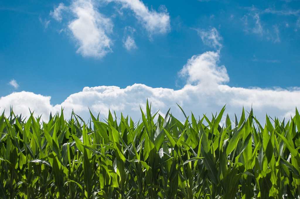 La cosecha agrícola 2025/2026 podría ser la mejor en siete años